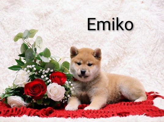 Emiko