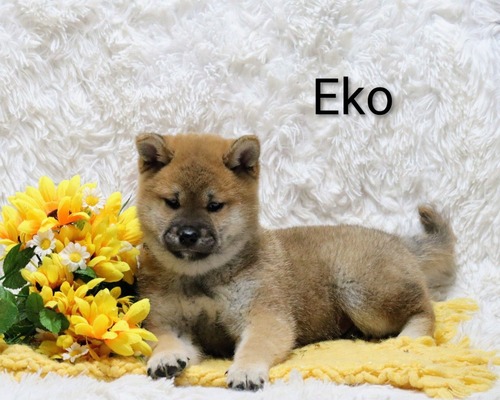 Eko