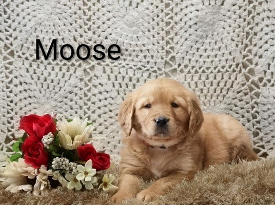 Moose