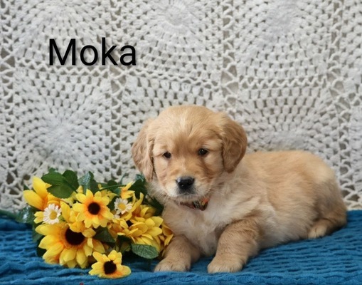 Moka