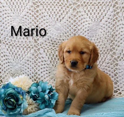 Mario