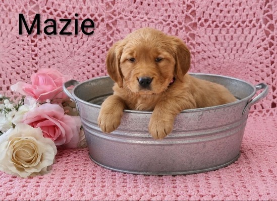 Mazie