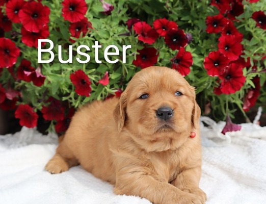 Buster