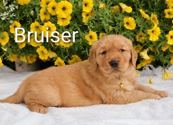 Bruiser