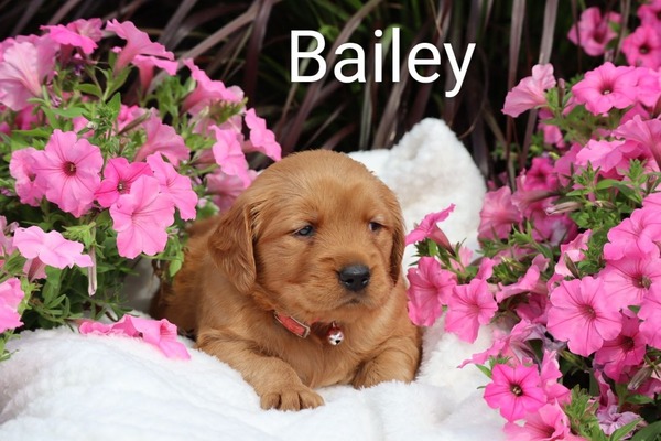 Bailey
