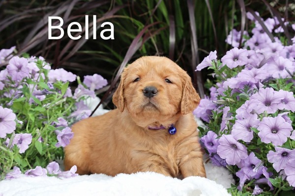 Bella