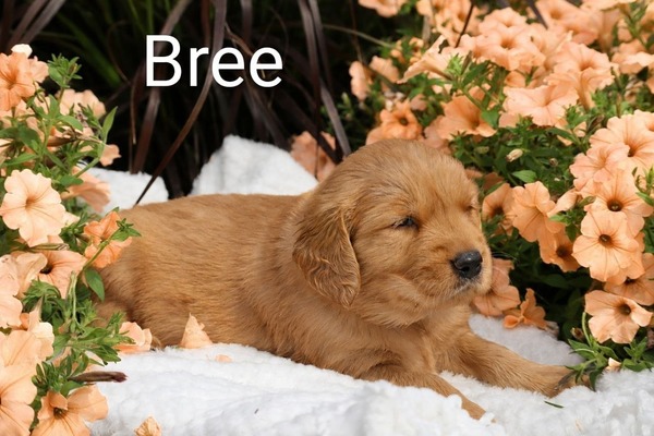 Bree