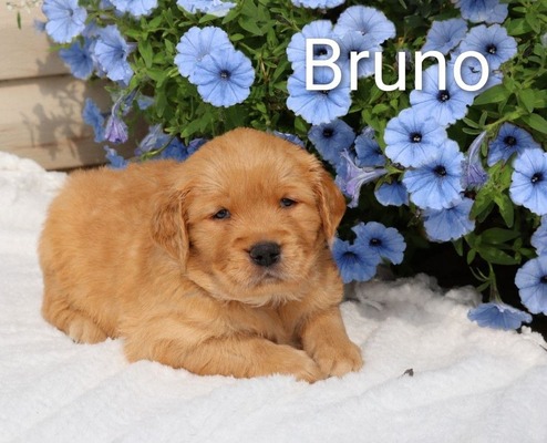 Bruno