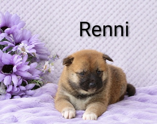 Renni