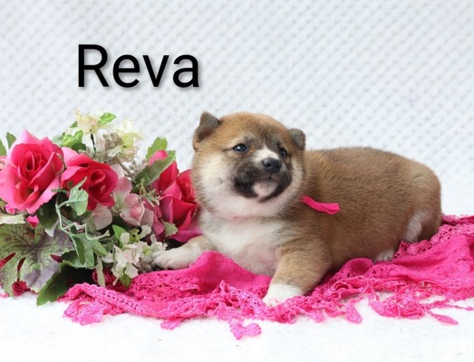 Reva