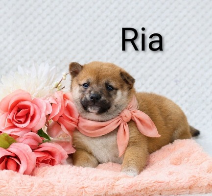 Ria