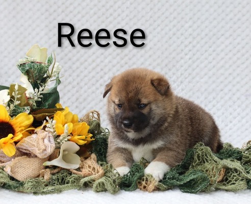 Reese