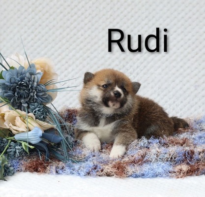 Rudi