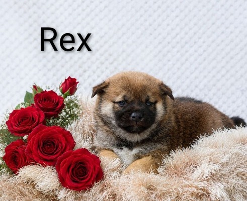 Rex
