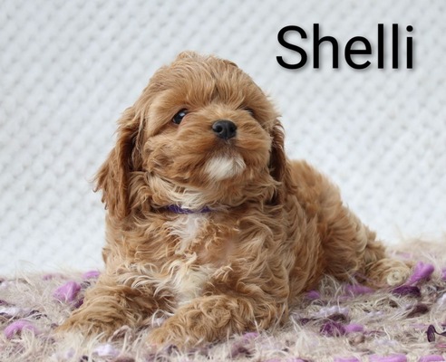 Shelli