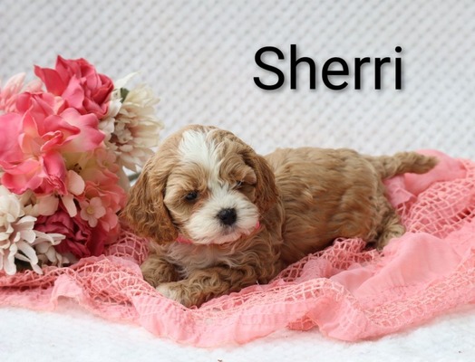 Sherri