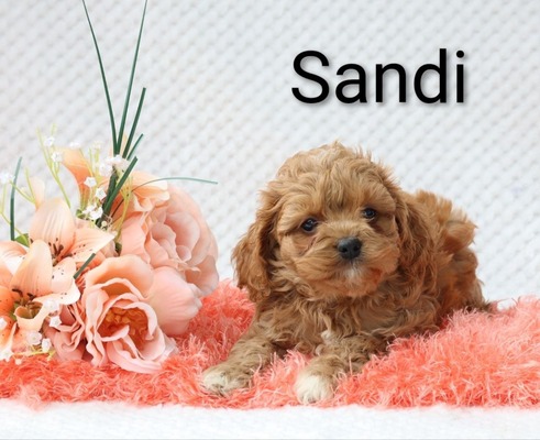 Sandi