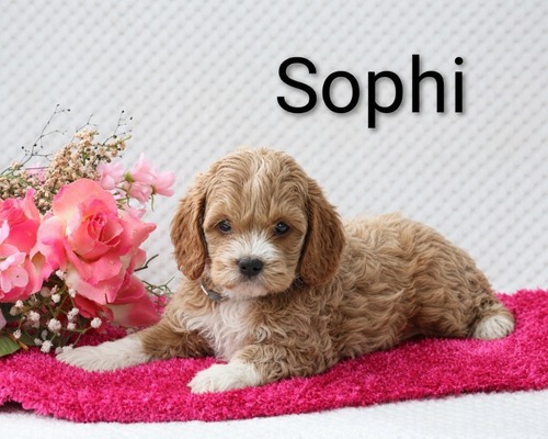 Sophi