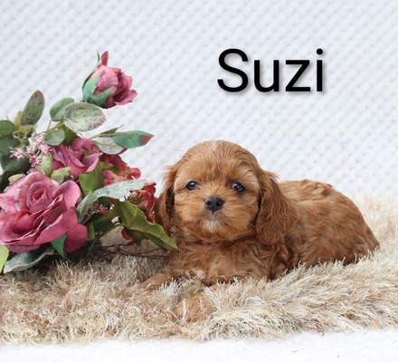 Suzi