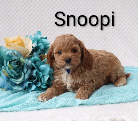 Snoopie