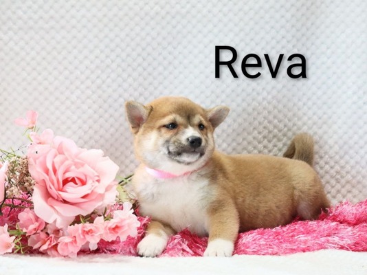 Reva