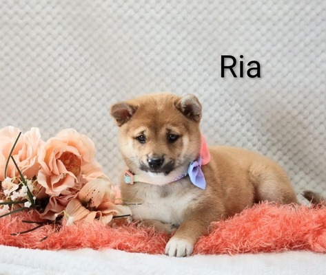 Ria