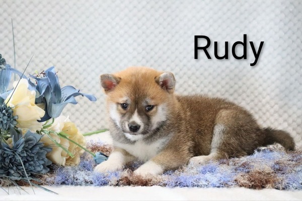 Rudi