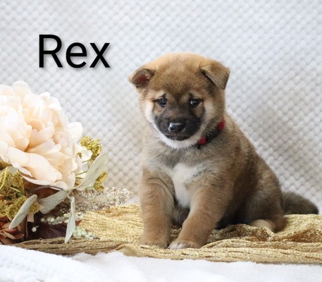Rex