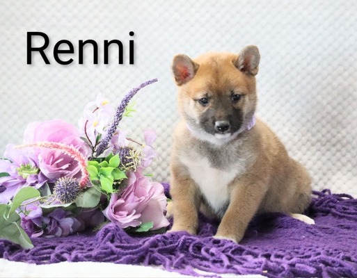 Renni