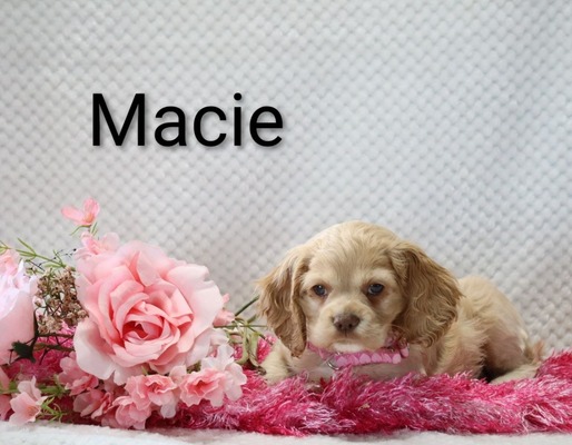 Macie