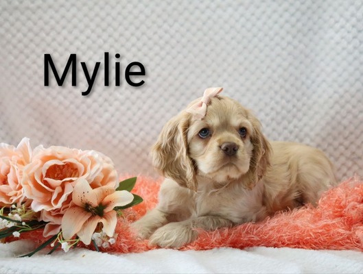 Mylie