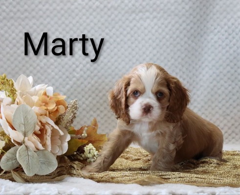 Marty
