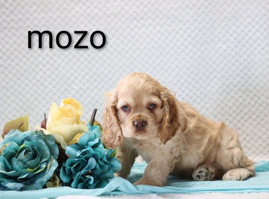 Mozo