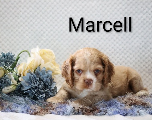 Marcell