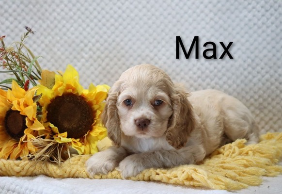 Max