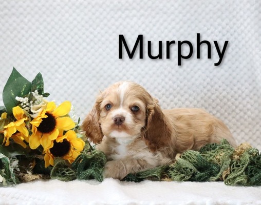 Murphy