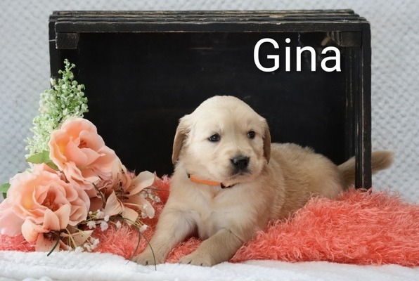 Gina