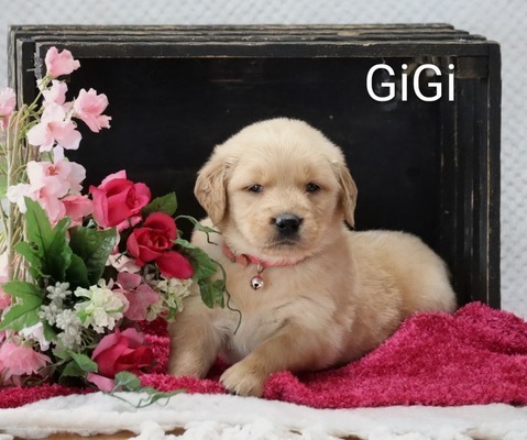Gigi