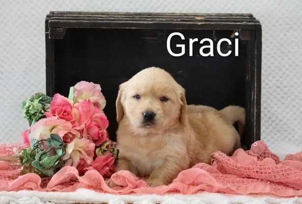 Graci
