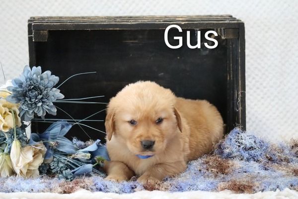 Gus