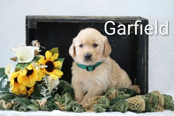 Garfield