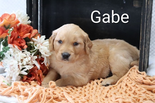 Gabe