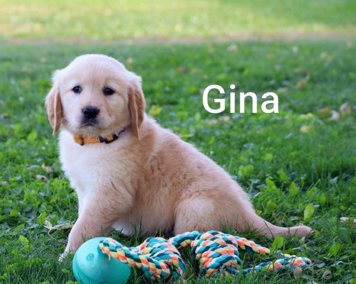 Gina