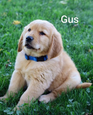 Gus