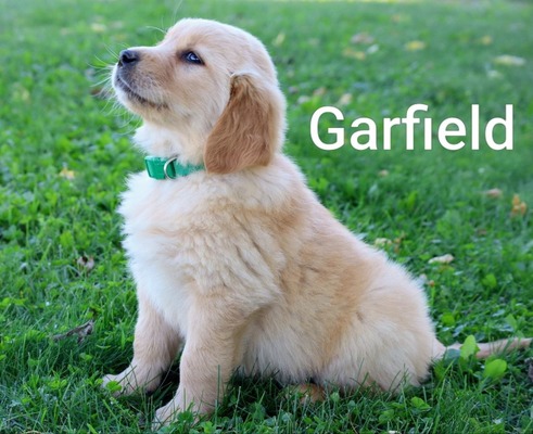 Garfield