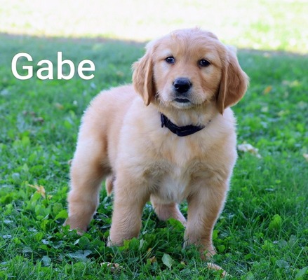 Gabe