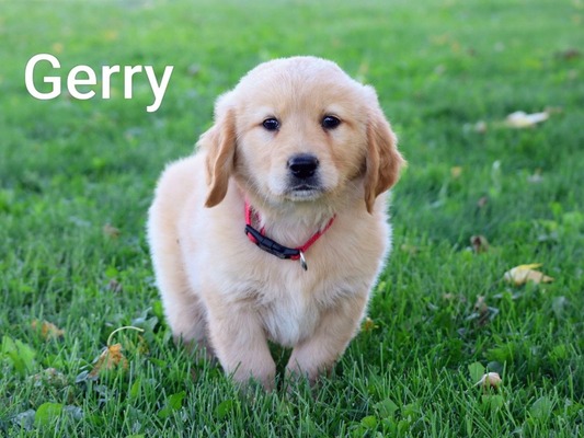 Gerry