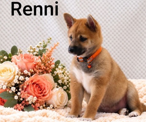 Renni