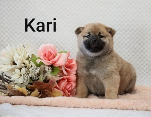 Kari