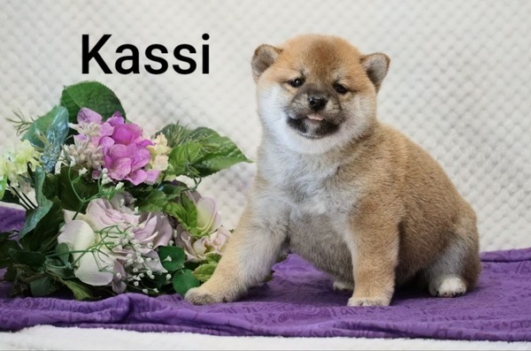 Kassi